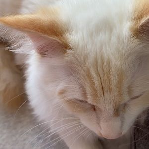 Meet your Posher, Oppa